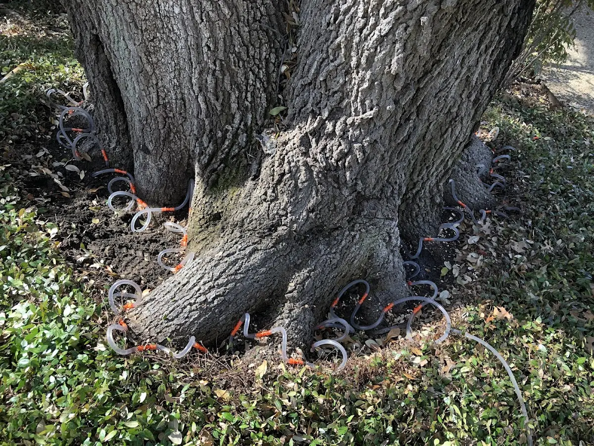 Detailed Tree Cabling and Bracing job site in Ansonville