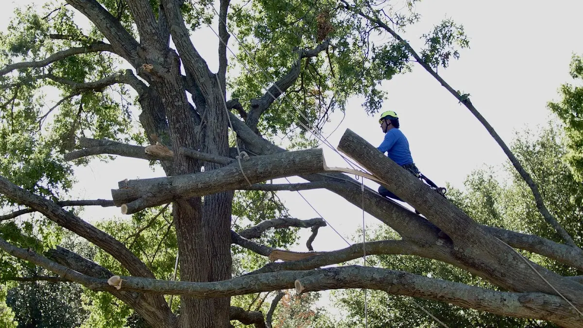 Professional Hazardous Tree Removal performed by certified arborists in Ansonville